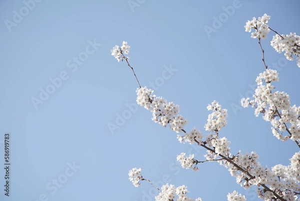 Obraz 봄 서울 한강공원에서 벚꽃