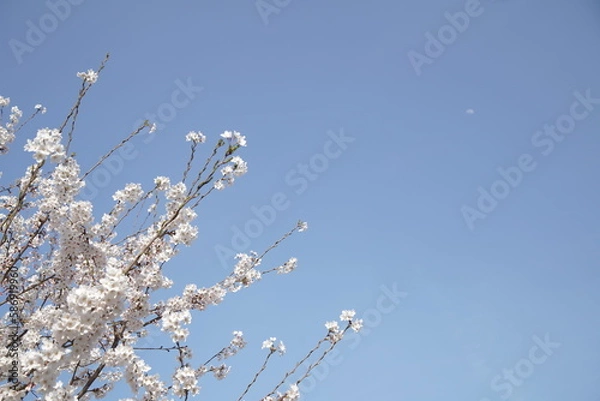 Obraz 봄 서울 한강공원에서 벚꽃