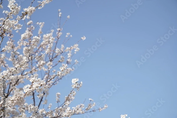 Obraz 봄 서울 한강공원에서 벚꽃