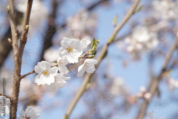 Obraz 봄 서울 한강공원에서 벚꽃