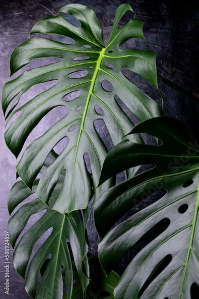 Obraz MONSTERA DELICIOSA