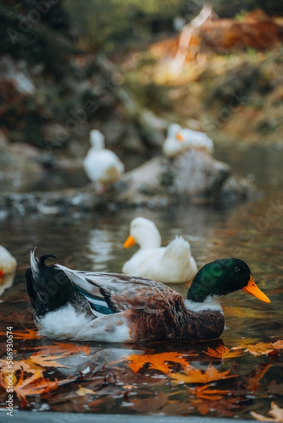 Obraz duck in the water