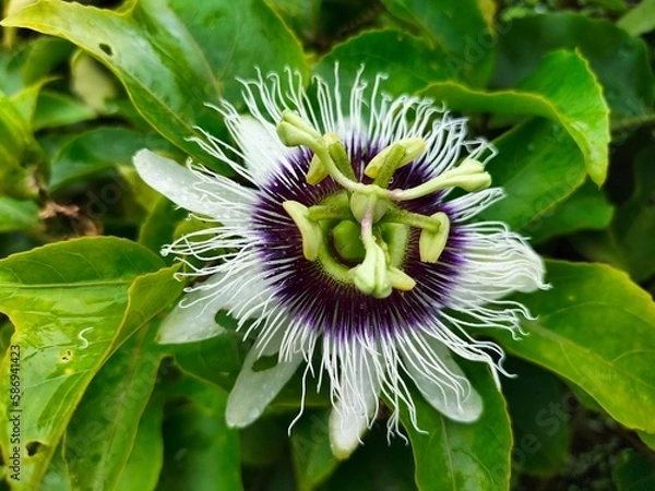 Obraz Passiflora edulis (purple fruit), also known as the Passion Fruit, is a climbing vine that thrives in containers grown under full sun. Its Chinese name (百香果) roughly translates to "Fruit of a Hundred 