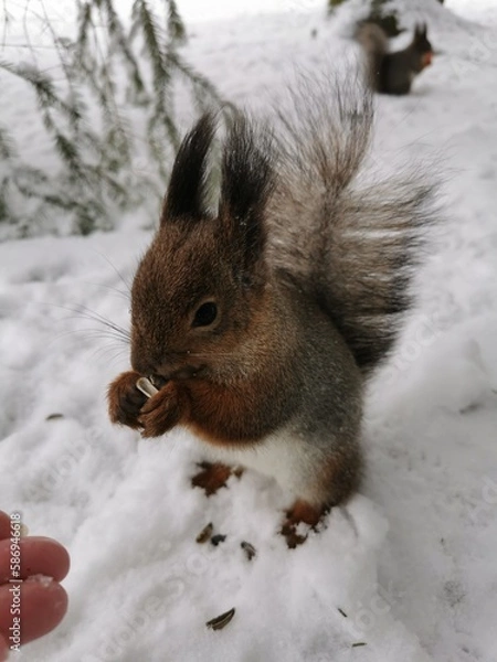 Obraz A gray squirrel with a red and white belly stands in the snow on its hind legs and eats sunflower seeds in a park on Elagin Island in St. Petersburg in early spring.