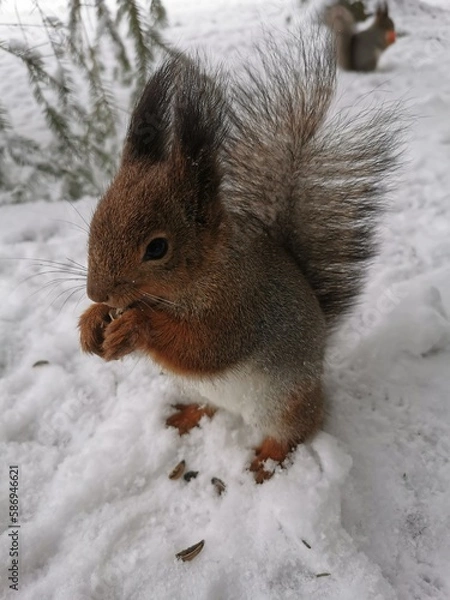Obraz A gray squirrel with a red and white belly stands in the snow on its hind legs and eats sunflower seeds in a park on Elagin Island in St. Petersburg in early spring.