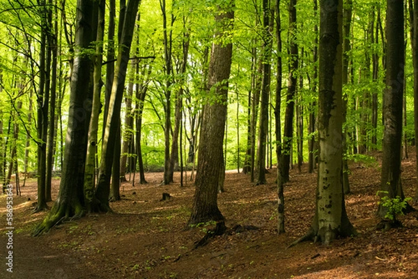 Fototapeta Wald
