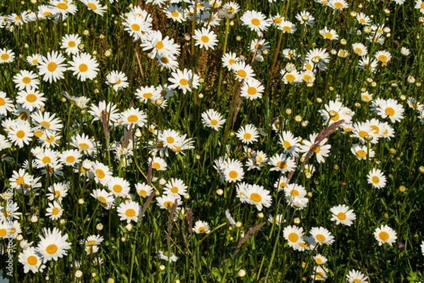Fototapeta Blümchen