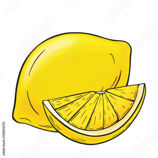 Obraz Juicy yellow lemon and slice. Linear drawing in ink and color fill on a white isolated background. Vector hand drawn illustration for logo or emblem