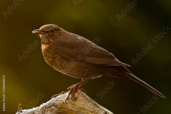 Fototapeta Amselweibchen