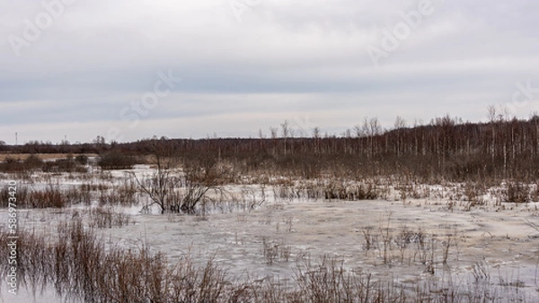 Fototapeta Spring landscape. Forest flooded with melt water. Overcast.