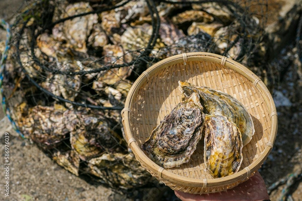 Obraz 牡蠣とザル