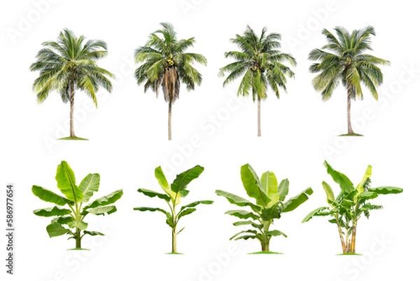 Fototapeta collection high qaulity palm tree and banana tree isolated on transparent background with clipping path, with clipping path, foliage in summer. full frame camera shoot for high resolution picture.