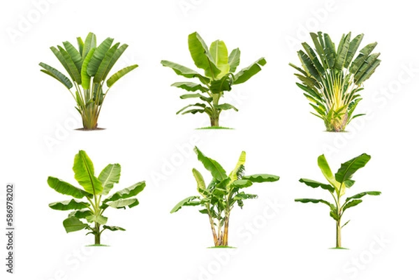 Fototapeta Green banana tree collection isolated on transparent background with clipping path, single banana tree with clipping path and alpha channel. are Forest and foliage in summer for both printing and web 