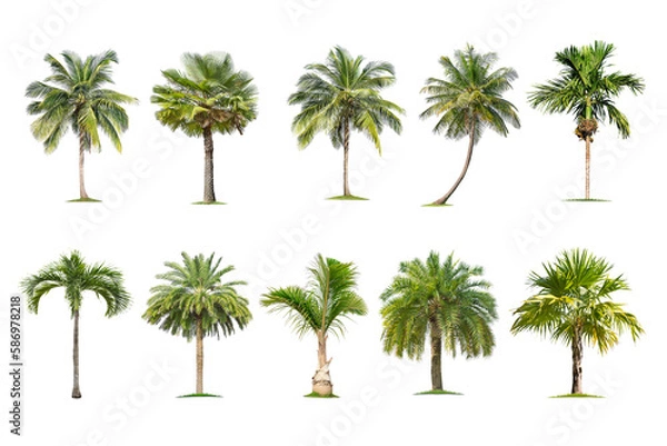 Fototapeta Green palm tree isolated on transparent background with clipping path, single palm tree with clipping path and alpha channel. are Forest and foliage in summer for both printing and web pages.
