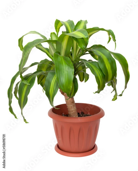 Obraz dracaena massangeana