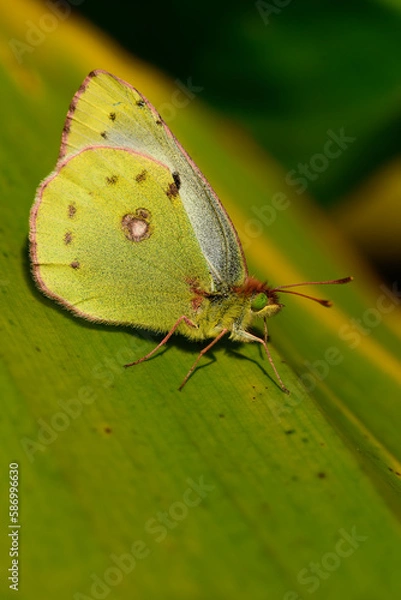 Obraz Gelblich Schmetterling