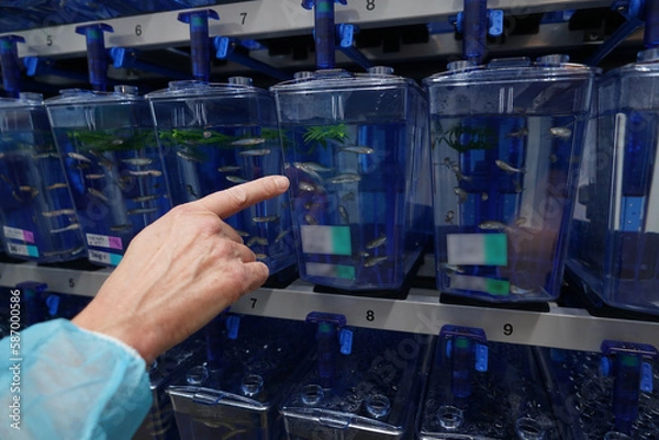 Fototapeta Study on opportunistic infections with Burkholderia cepacia complex using Zebra Fish embryos.