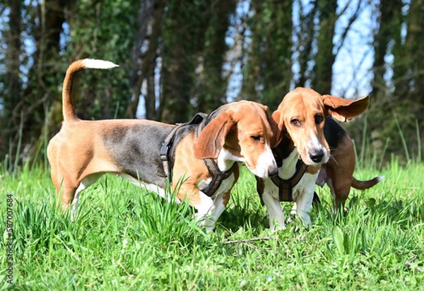 Obraz pretty French basset in spring