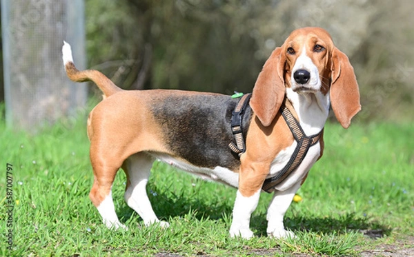 Obraz pretty French basset in spring
