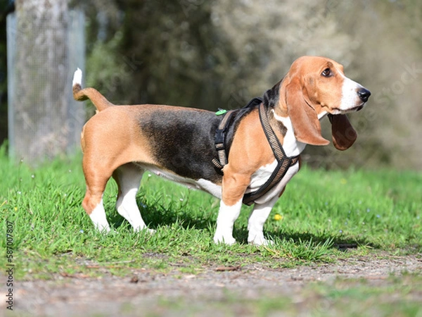 Obraz pretty French basset in spring