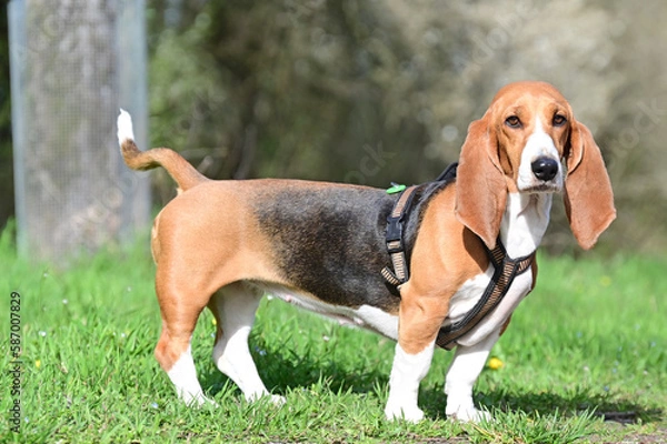 Obraz pretty French basset in spring