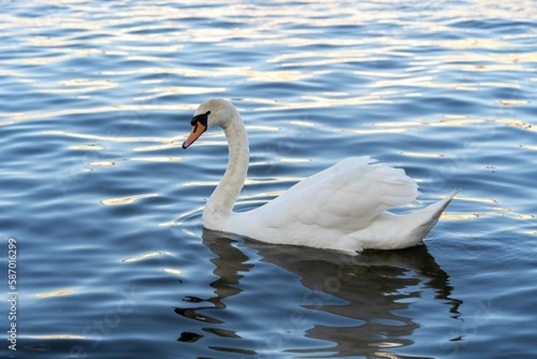 Fototapeta swan