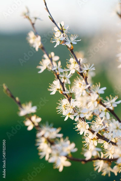 Obraz Flowering blackthorn, close-up