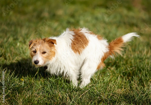 Fototapeta Funny dog doing toilet in the park grass. Pooping, defecating, pet excrement concept.