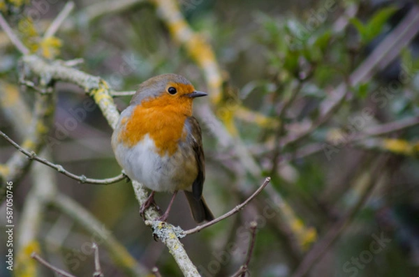 Fototapeta robin on a branch