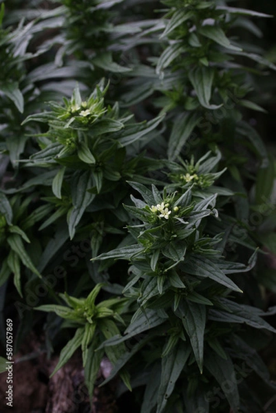 Fototapeta Vertical picture of the common gromwell - Lithospermum officinale in botanical garden, Lithuania nature