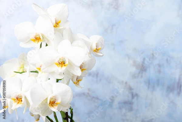 Obraz PHALAENOPSIS ORCHID