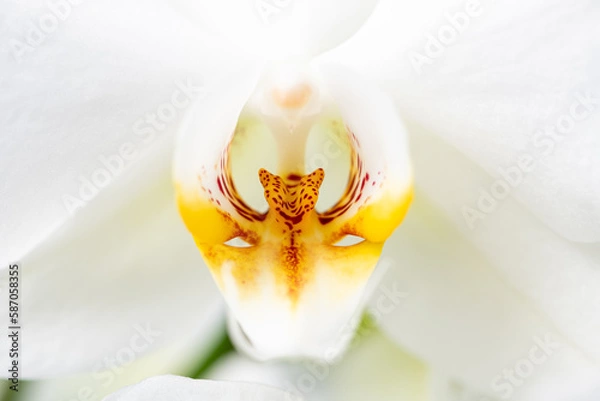 Obraz PHALAENOPSIS ORCHID