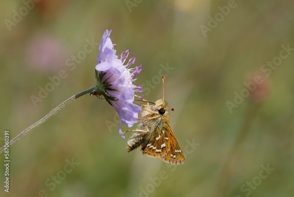 Fototapeta Silver-spotted Skipper Nectaring on scabious.