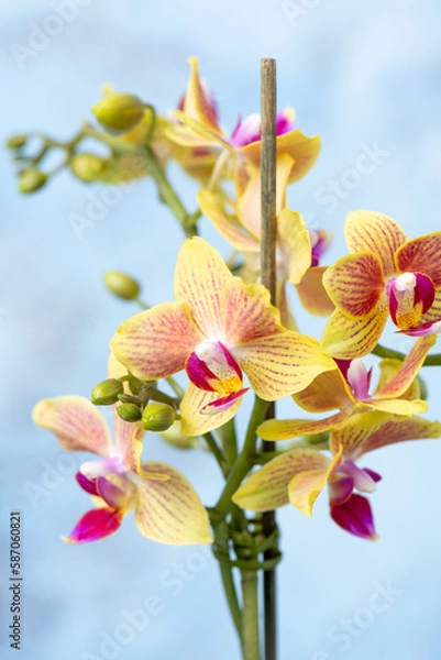 Obraz PHALAENOPSIS ORCHID