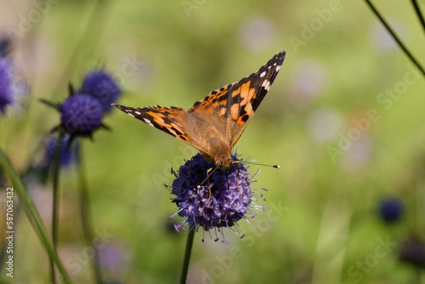 Fototapeta Painted lady Butterfly nectaring on Devil's bit scabious.