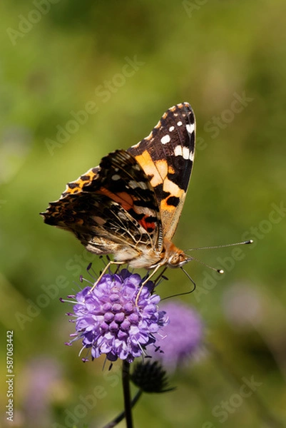 Fototapeta Painted lady Butterfly nectaring on Devil's bit scabious.