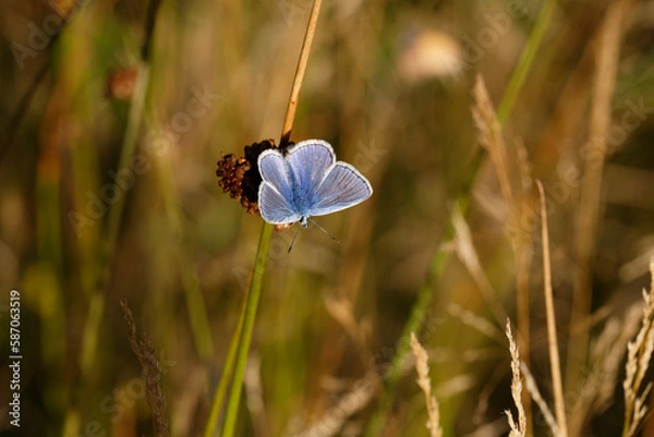 Fototapeta A Common Blue Butterfly basking in the Sun.