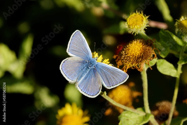 Fototapeta A Common Blue Butterfly on Fleabane.
