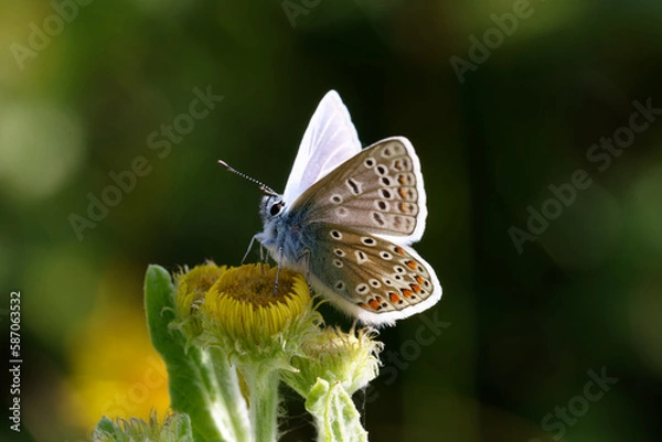 Fototapeta A Common Blue Butterfly on Fleabane.