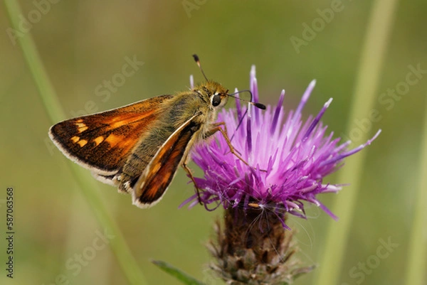 Fototapeta Silver-spotted Skipper nectaring on Knapweed.