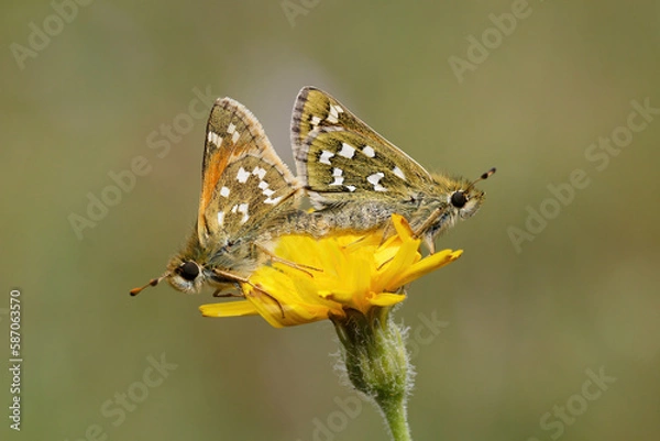 Fototapeta Silver-spotted Skipper on a flower.