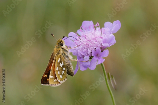 Fototapeta Silver-spotted Skipper Nectaring on scabious.