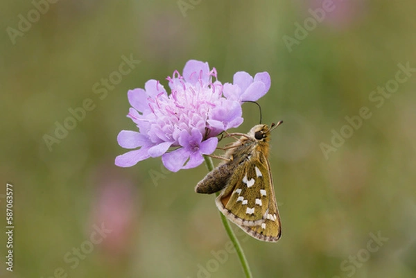 Fototapeta Silver-spotted Skipper Nectaring on scabious.