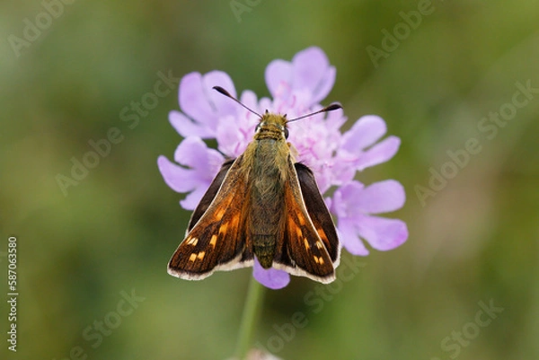 Fototapeta Silver-spotted Skipper Nectaring on scabious.