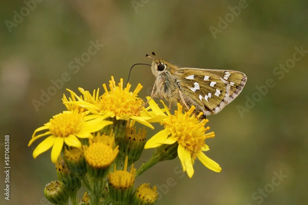 Fototapeta Silver-spotted Skipper nectaring.