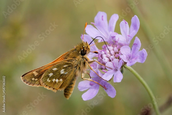 Fototapeta Silver-spotted Skipper Nectaring on scabious.