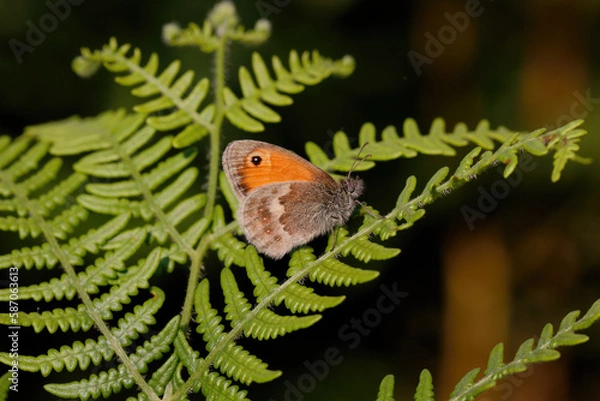 Fototapeta A Small Heath on Bracken.