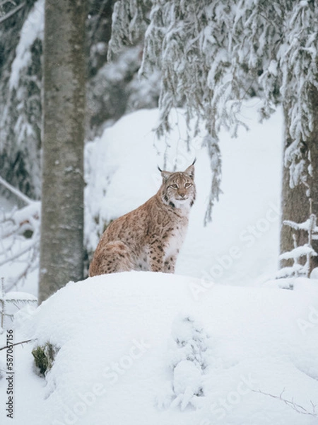 Obraz Lynx in the snow
