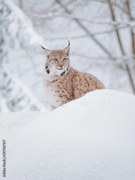Obraz Lynx in the snow