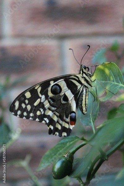 Obraz Butterfly close-up from the side